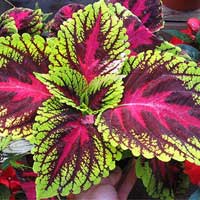 sugar defender ingredients coleus